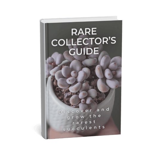 RARE SUCCULENT AND CACTUS COLLECTOR’S GUIDE