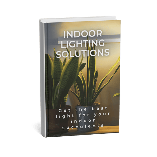 INDOOR SUCCULENT LIGHTING SOLUTIONS